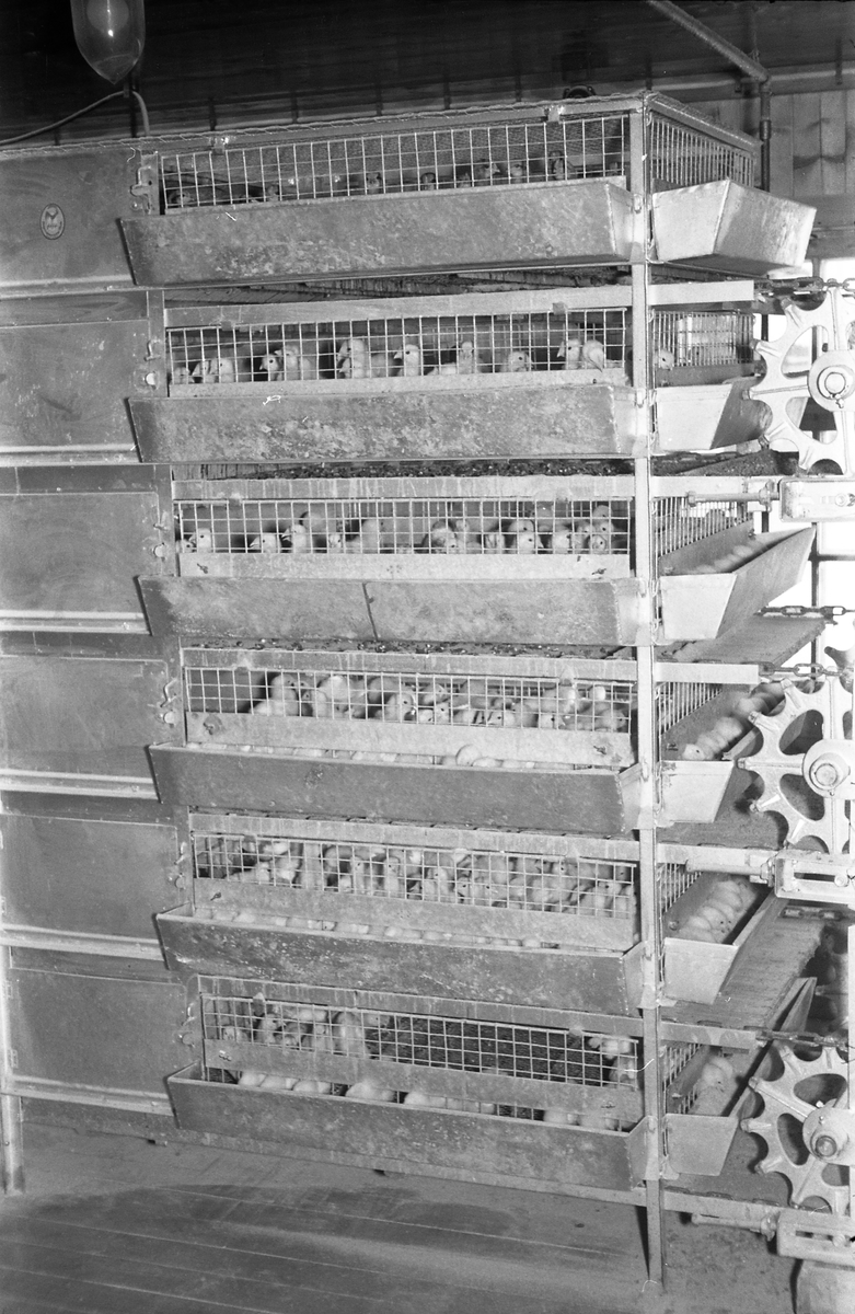 Innredning fra kyllinghuset ved Oppland Småbruks og Hagebruksskole, februar 1955. En faglig begrunnet betegnelse på innretningen er ikke funnet.