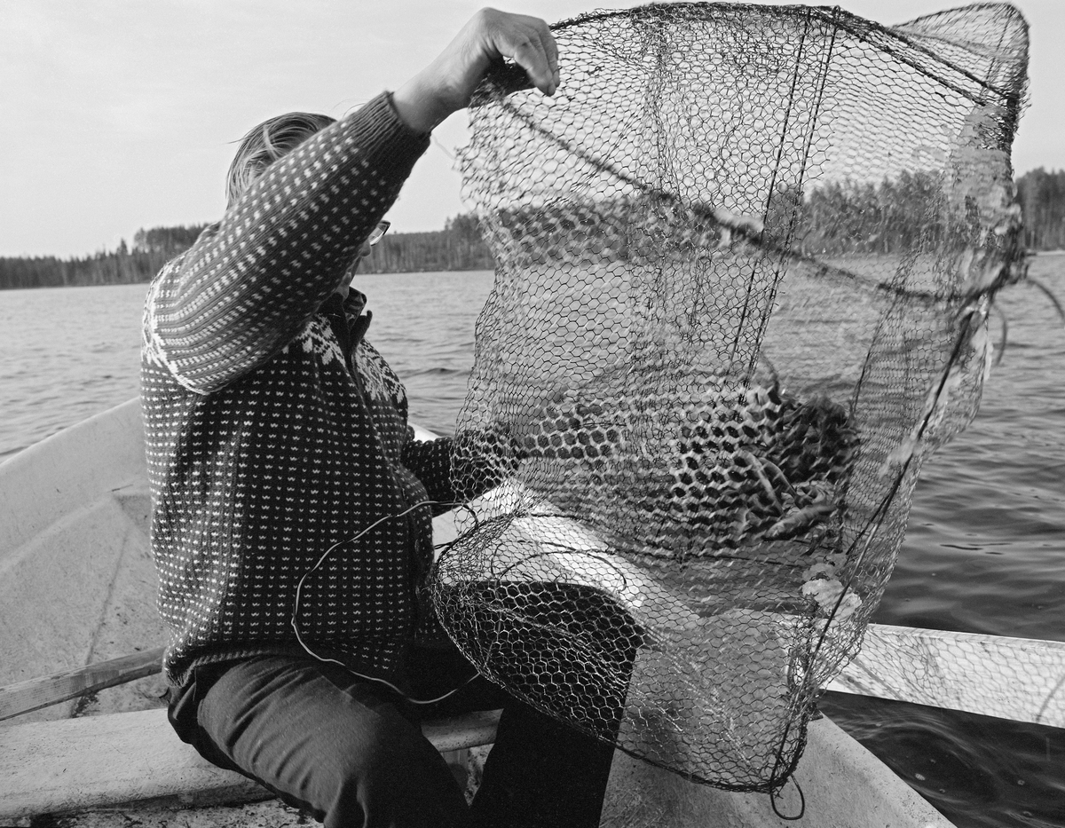 Johan Langbråten (1909-2000) fra Lauvhaugen i Grue i Solør tar opp ei abborruse (teine) fra en robåt på Rotbergsjøen, som ligger på Grue Finnskog.  Fangstinnretningen var lagd av hønsenetting og grov ståltråd, og den hadde en «avrundet rektangulær» form.  Bildet ble tatt våren 1976.