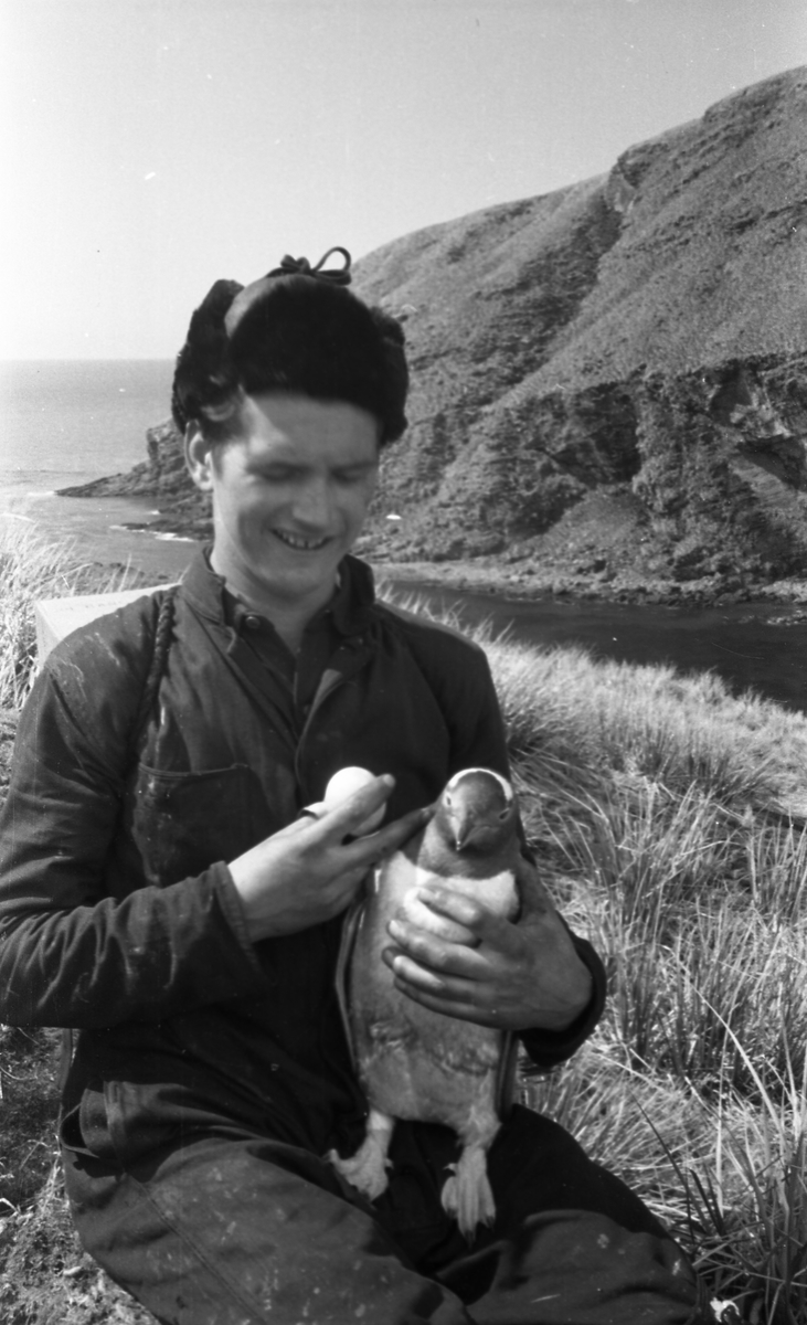 Fosen med en pingvin i fanget og et egg i handen.  Suderøy på vei til fangstfeltet.