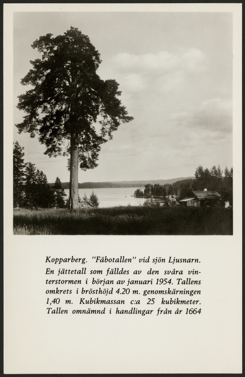 Ett stort träd som kallades "Fäbotallen" vid Ljusnaren utanför Kopparberg.