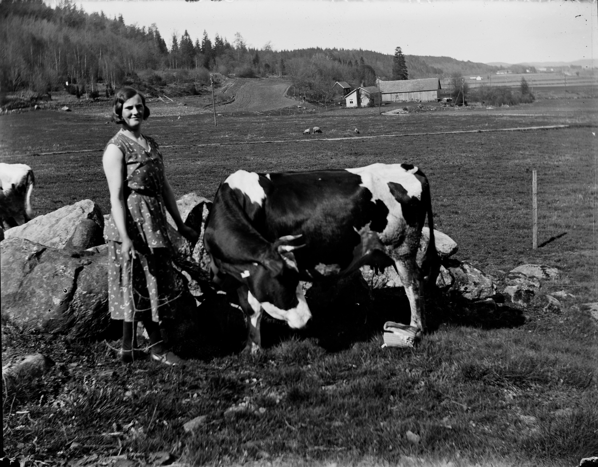 Pigan Ingeborg och kon i Albäck en solig dag. Ingeborg är klädd i ärmlös klänning och kon tittar på pigans hatt som ligger vid kossans bakben. I bakgrunden syns en gård.