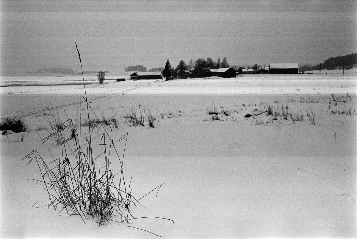 Vinterlandskap med Sävasta i bakgrunden, Altuna, Uppland januari 1988