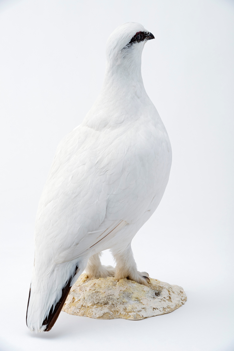 Fjellrype, hann - Anno Norsk skogmuseum / DigitaltMuseum