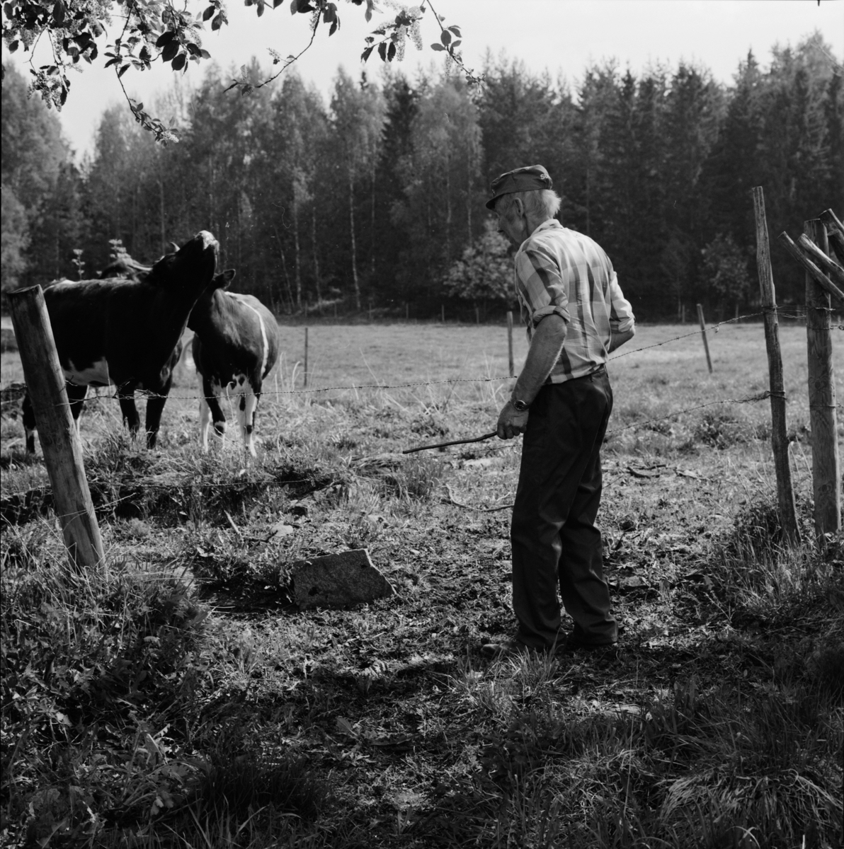 Lantbrukare Bertil Widblad släpper ut kvigor på sommarbete, Mossbo, Tierps socken, Uppland maj 1981