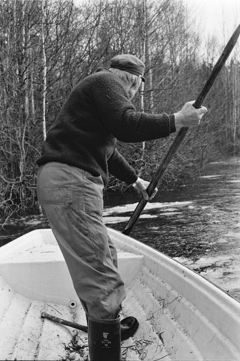 Bertil Widblad vittjar en ryssja i sjön Tämnaren, Tierps socken, Uppland april 1982