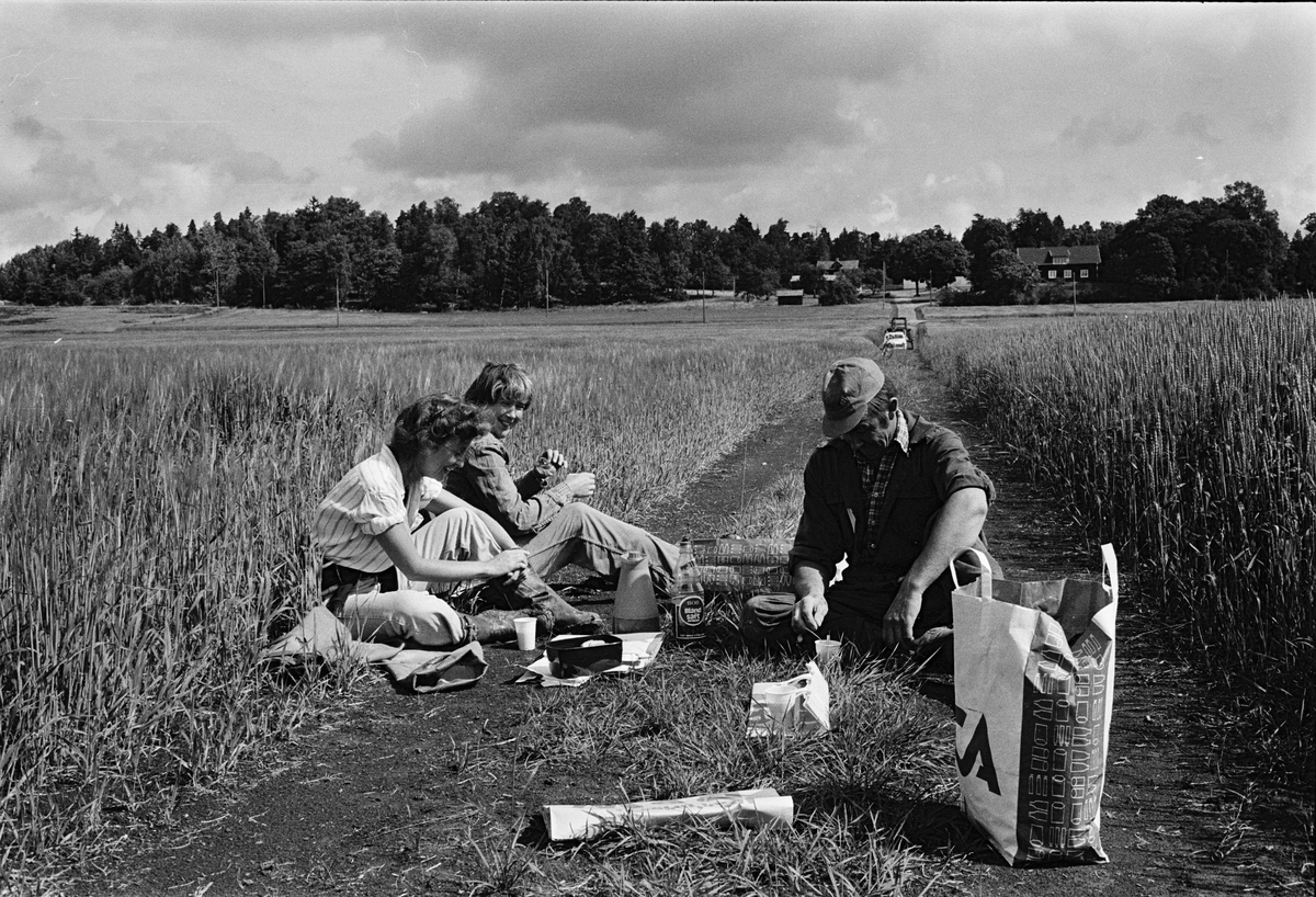 Antikvarie Iréne A Flygare från Upplandsmuseet och jordbrukarna Kerstin och Ove Leijon tar kaffepaus i flyghavreplockningen, Stora Bärsta, Uppsala-Näs socken, Uppland juli 1981