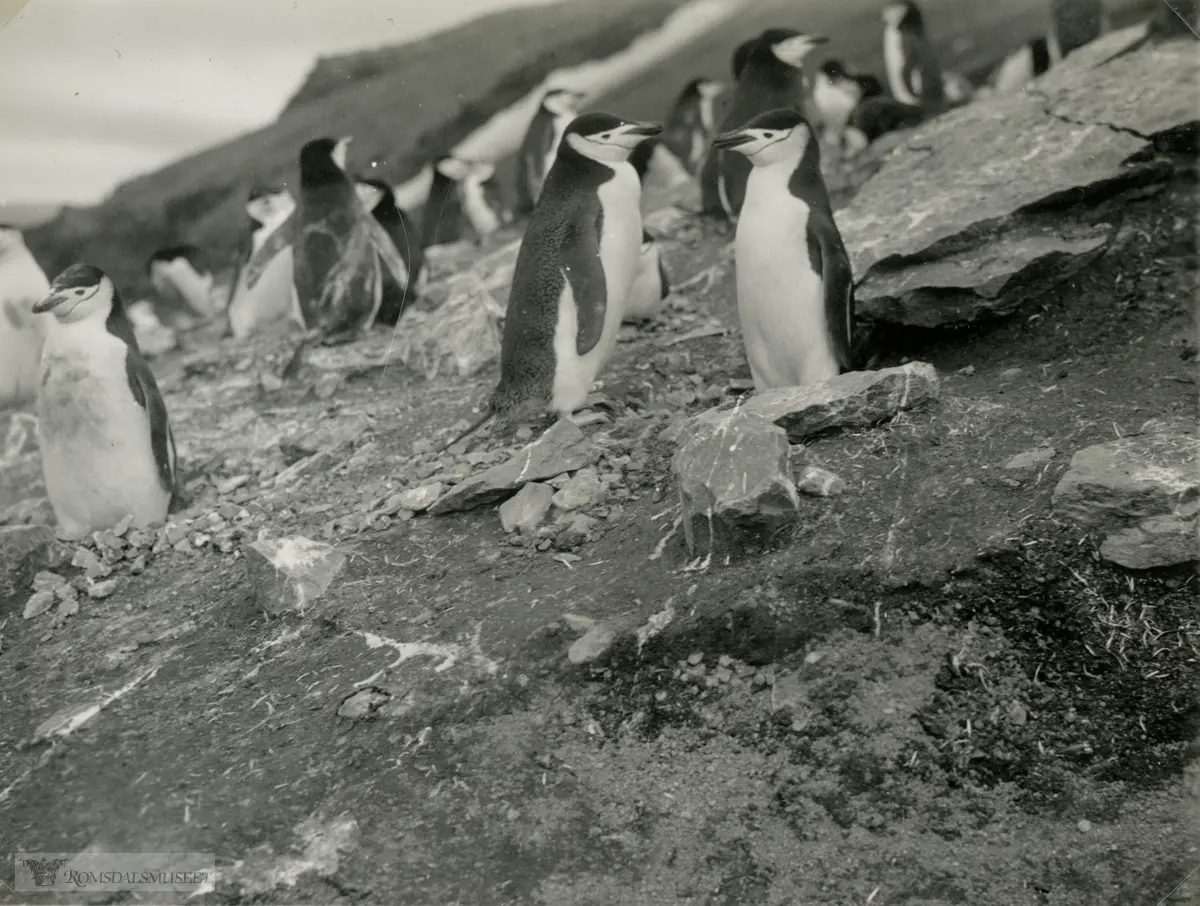 Ekspedisjonen ankom Snow Hill Island i desember 1934. Øya var full av pingviner. Ellsworth-ekspedisjonen 1933-1935. Fra Magnus Johannessens fotoalbum. Magnus Johannessen fra Ålesund var med i mannskapet ombord i ekspedisjonsskipet Wyatt Earp (eks-Fanefjord) på de to første ekspedisjonsturene til Antarktis. "Pingviner paa Snow Hill Isl"