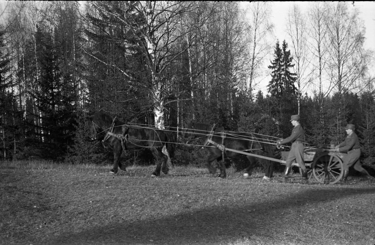 Seks bilder fra Hærens Hesteskole på Starum november 1955. Kjerre trukket av to hester i terreng. Soldatene er ikke identifisert.