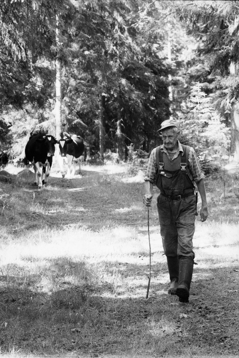 Lantbrukare Arvid Mattsson med kor på bete i skogen, Lönnholmen, Gräsö socken, Uppland 1994 - 1995