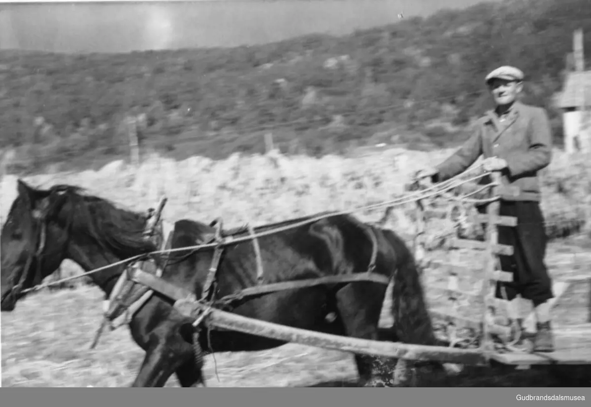Peder Skrinde (f. 1920) køyrer lo med hest og vogn