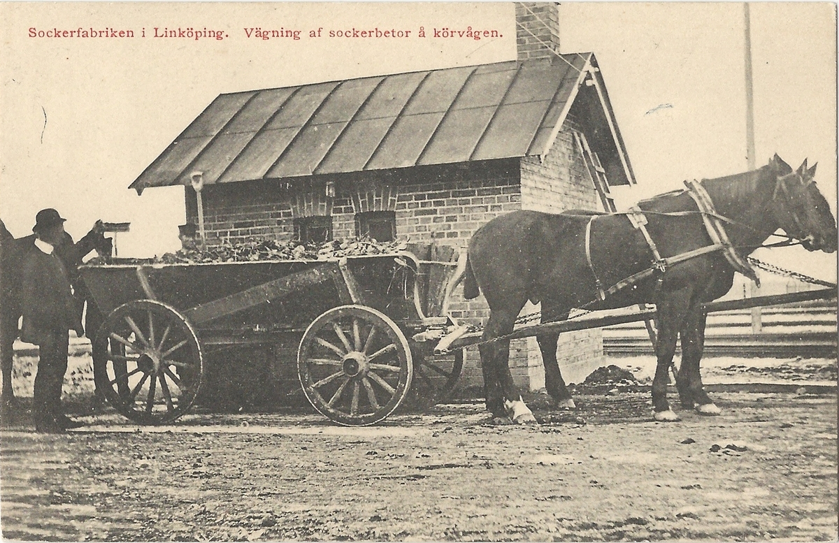 Vykort från  Linköping från Sockerbruket
Sockerbruket, Nykvarn, Stångån, sockerbetor, häst och vagn, invägning, våg,
Poststämplat 22 augusti 1916