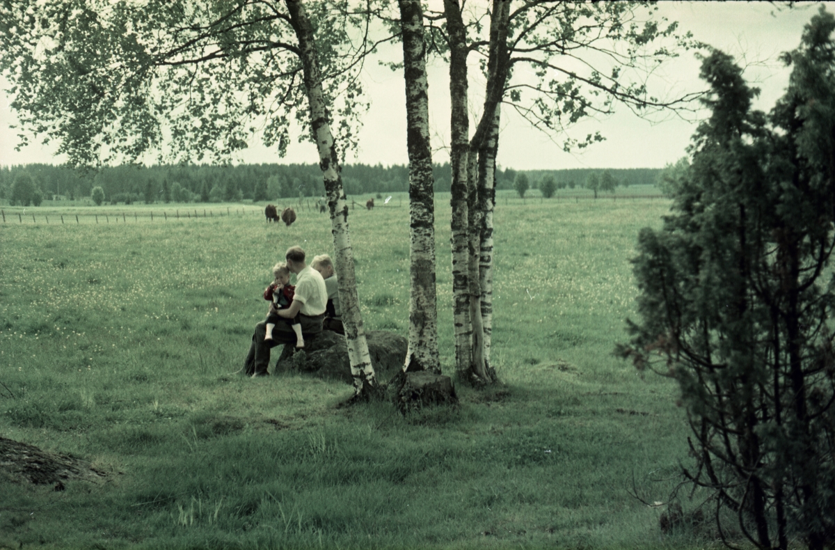 Fra gården Huset i Askim juni 1957. Ved bjørkene sitter Arnulf Huset med sønnen Geir på fanget. Ved sida av trolig Sigrun Huset.