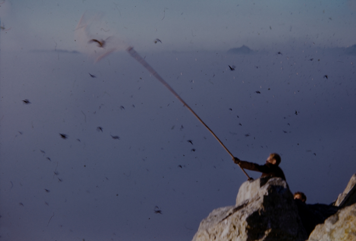 Fanging av lundefugl, 1955