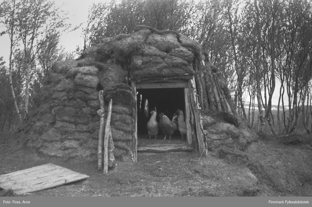 En gamme med høner ved døråpningen, fotografert ved i et sted mellom Smalfjord og Rustefjelbma, juni-juli 1946.