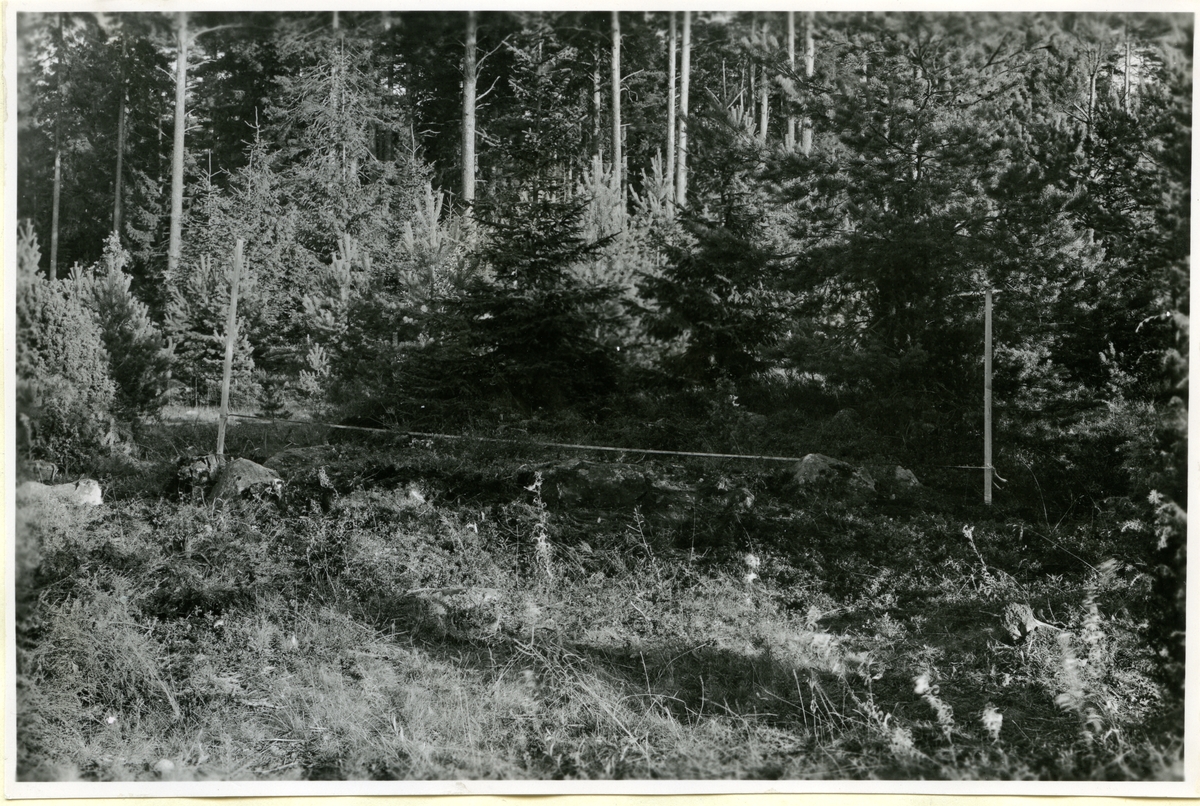Hubbo sn, Alvesta.
Alvesta nr 3, fornlämning nr 5 från nordväst, efter att grästorven och annan vegetation avlägsnats, 1951.