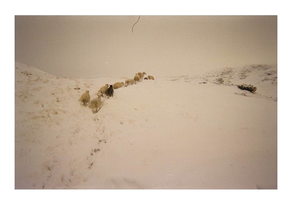Ettersanking av 13 sauer i våt snø på fjellet.