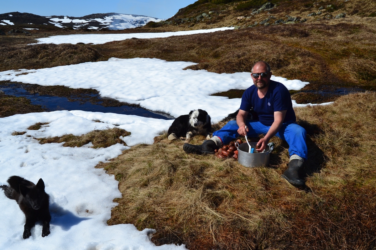 Asbjørn Haga vasker poteter sammen med hundene sine, Lissi og Kaius og en hund til.