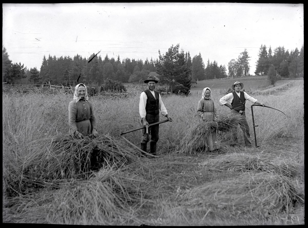 Slåtter av råg - Västergötlands museum / DigitaltMuseum