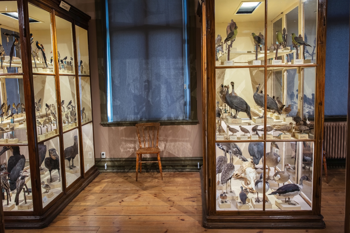 Vänersborgs museum. Afrikanska fågelsalen