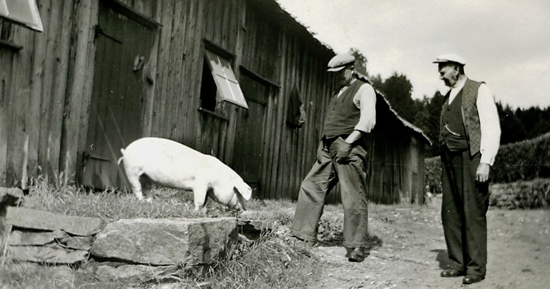 Två män studerar en gris som bökar på marken, Vommedal Västergård "Hanses", Streteredsvägen 7, cirka 1940. Till vänster står Gustav Bengtsson (1893 - 1979). Till höger Albert Bengtsson (1878 - 1956).