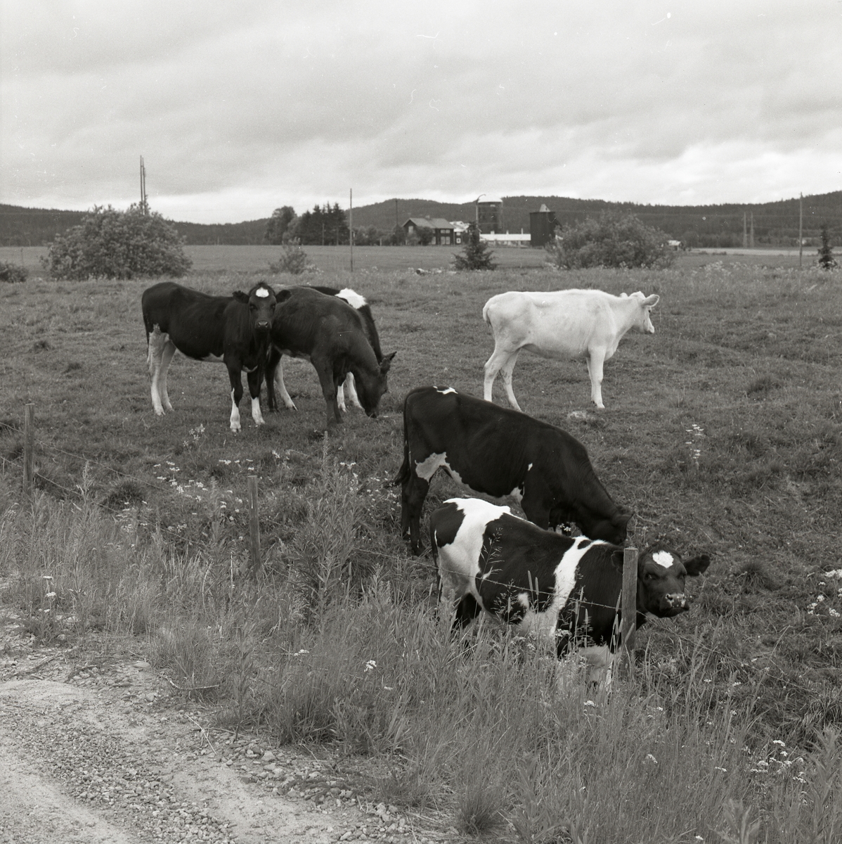 Några kor betar på en åker i Ed, 1974.