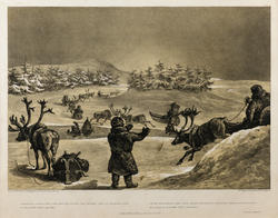 Laplanders leaping their deer with the sledges and drivers o