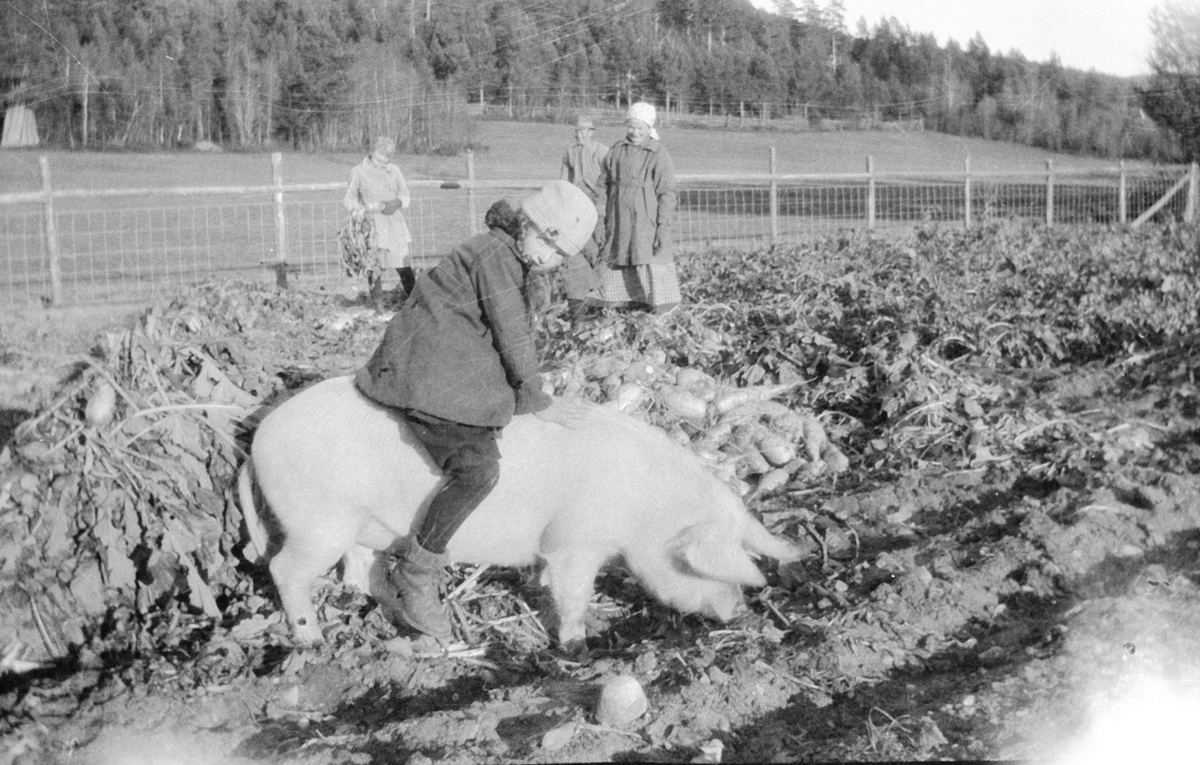 Lita jente rir på en gris