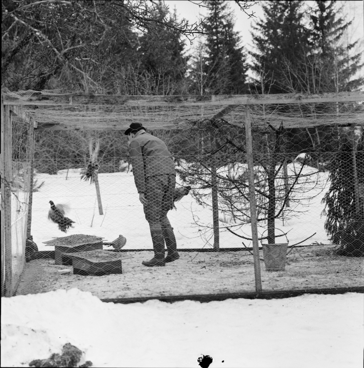 "Japanska fasaner i viltvårdsodling", Skuttunge, Uppland 1961