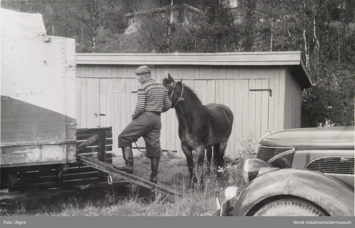Mann laster hest på hestehenger. Hjemtransport etter hesteslepp på Sundet, Møsstrond sommeren 1963