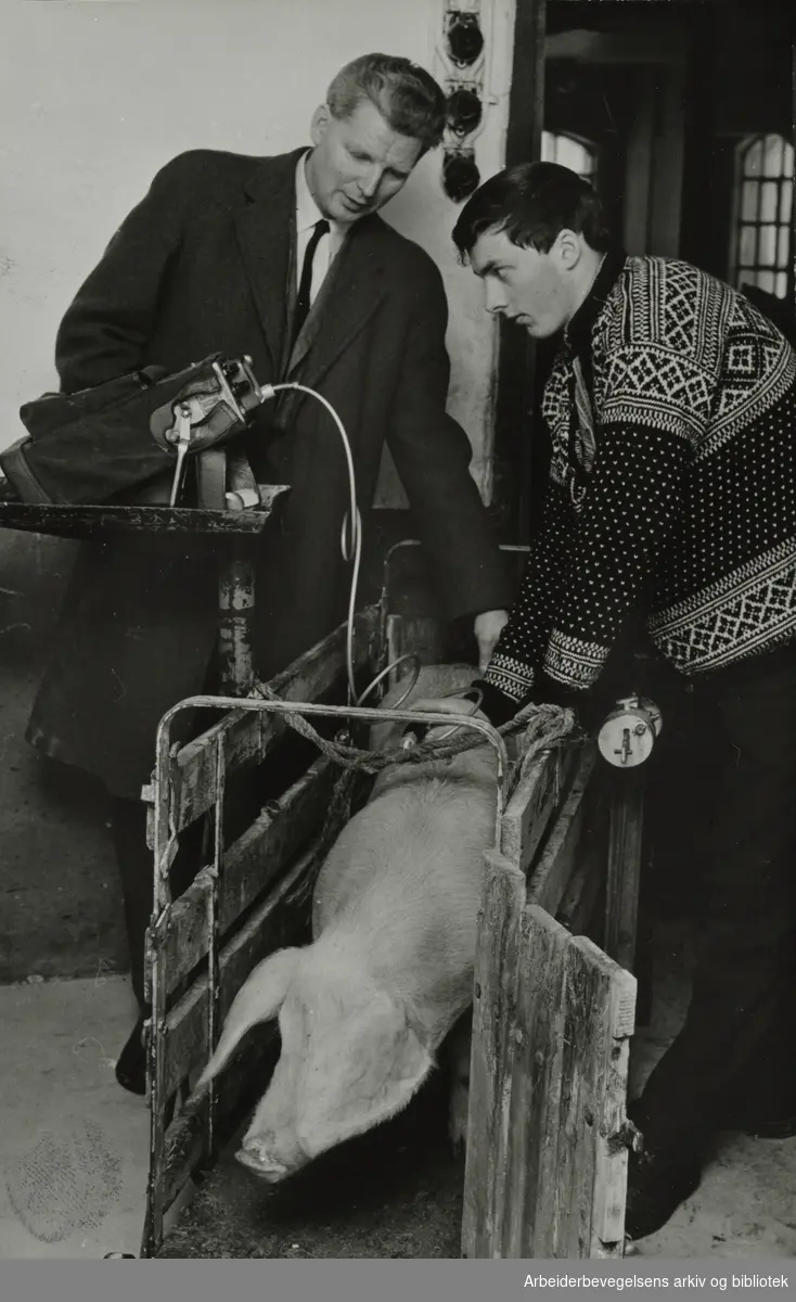 Løren. Statens Slakterilaboratorium. Generalsekretær Harald Hoff bruker ultralydapparat på en av grisene hos forpakter Nils Martin Gultvedt i Asker. Januar 1967