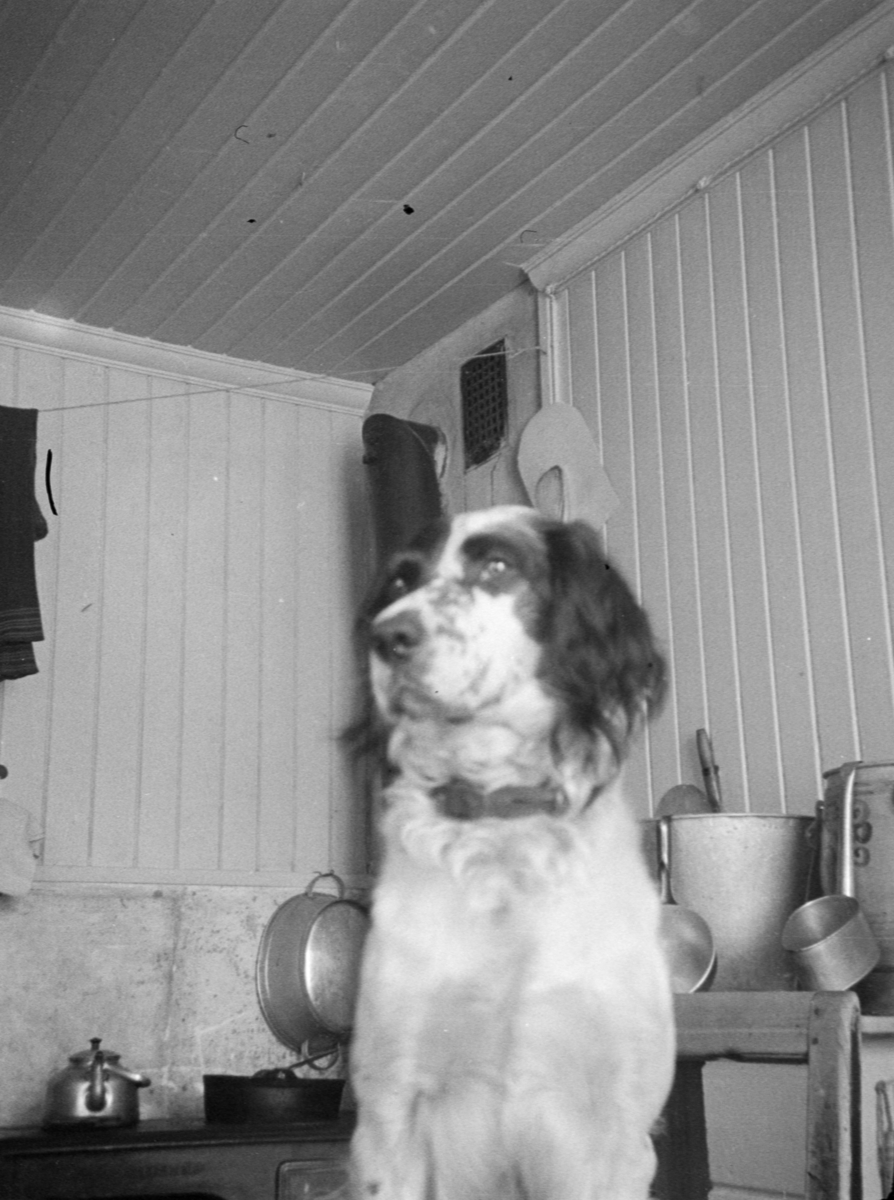 Bilde av hund, i et kjøkken med vedkomfyr i bakgrunnen. Kaffekjell, sinkbalje, øser.
