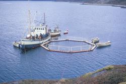 Flakstad fiskeoppdrett, 1974 : Brønnbåten "Petra" ligger ved