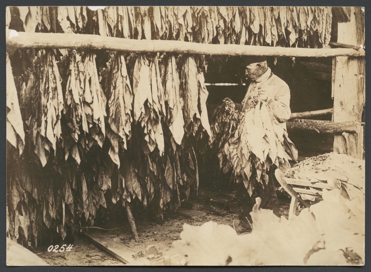Bilden visar en man som hänger upp tobaksblad för torkning.
