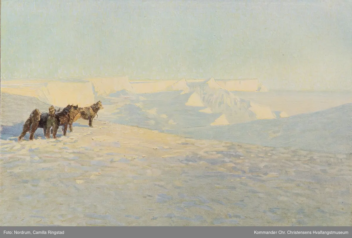 Roald Amundsens sydpolsekspedisjon. Hunder.