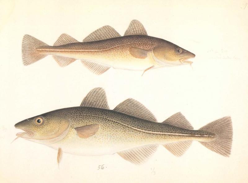 Frokost på museet Hva skjedde med torsken? Vollen historielag