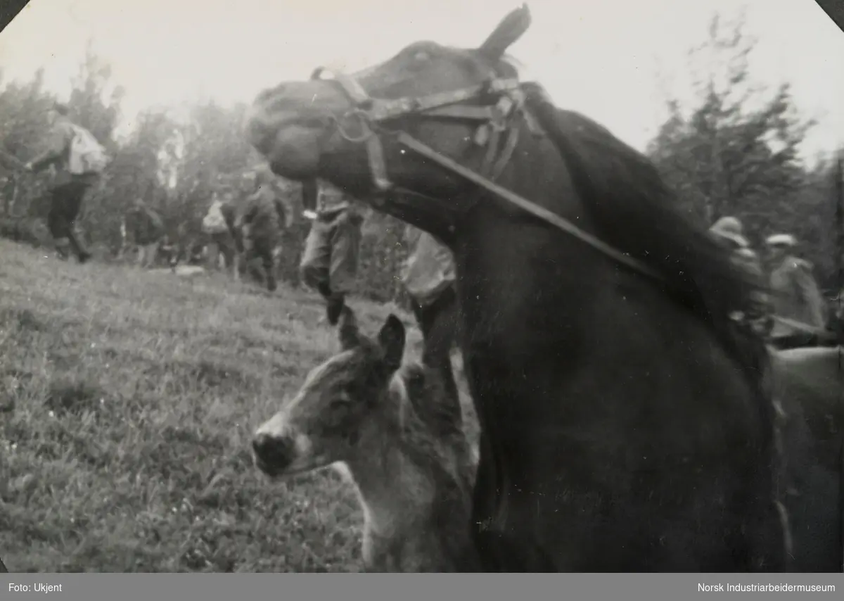 Hesteslepp på Sundet, Møsstrond 1964. Hest med hodelag og føll foran forsamling med mennesker