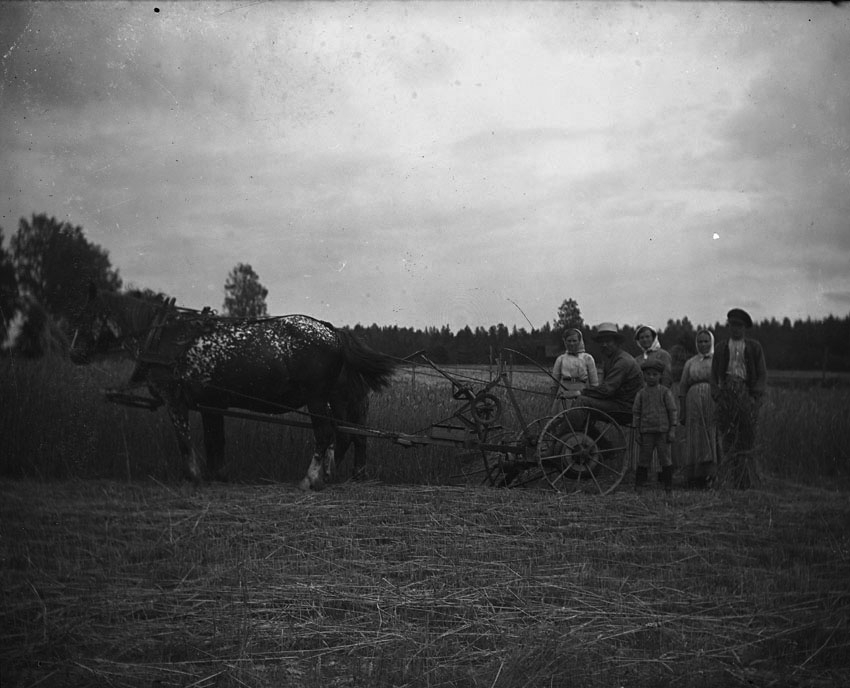Häst med slåttermaskin i Karbenning.