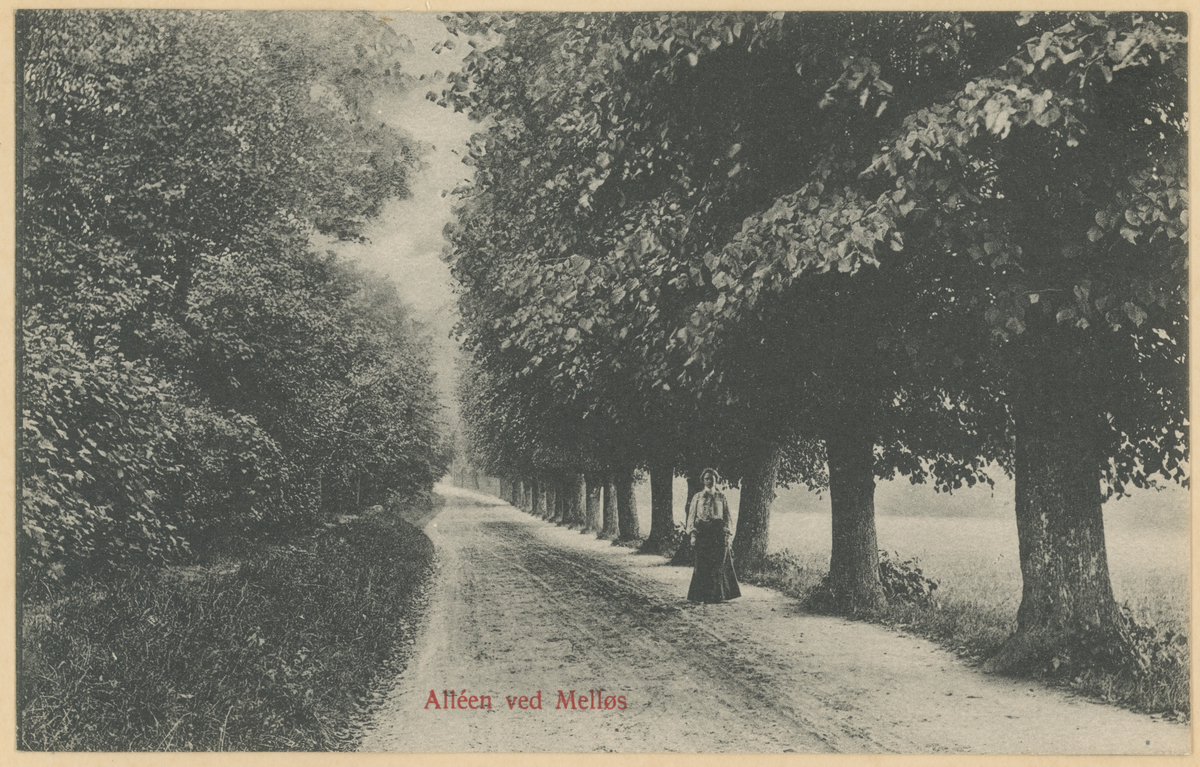 Alleen ved Melløs, nå Dyreveien, mot nord, ca. 1910. Postkort.
