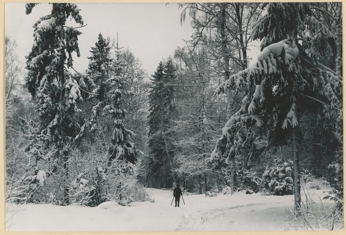 Kallumskogen, vinter, ca. 1920. To kopier.
Bilde publisert i "Moss som den var" (Jørgen Herman Vogt, 1970), s. 251.