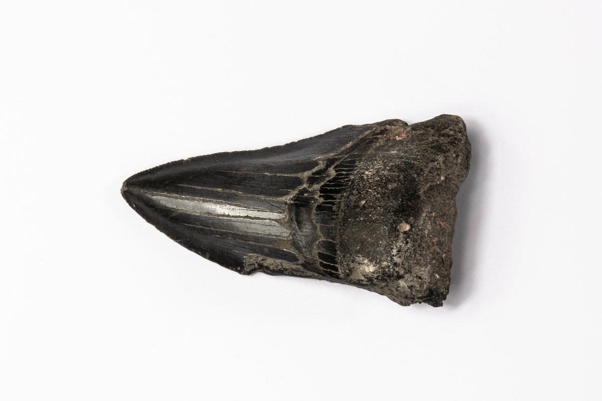 Ett fossil av en tand av hajarten Megalodon.