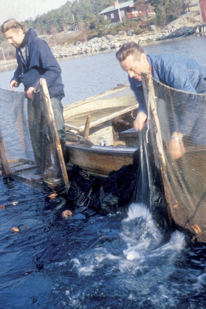 To menn i en båt fanger laks i en merde. De har satt ei orkastnot som de nå drar inn. Fra venstre er det Einar Brun, professor i zoologi ved universitetet i Trømsø og Ove Grøntvedt, en av eierne av anlegget.