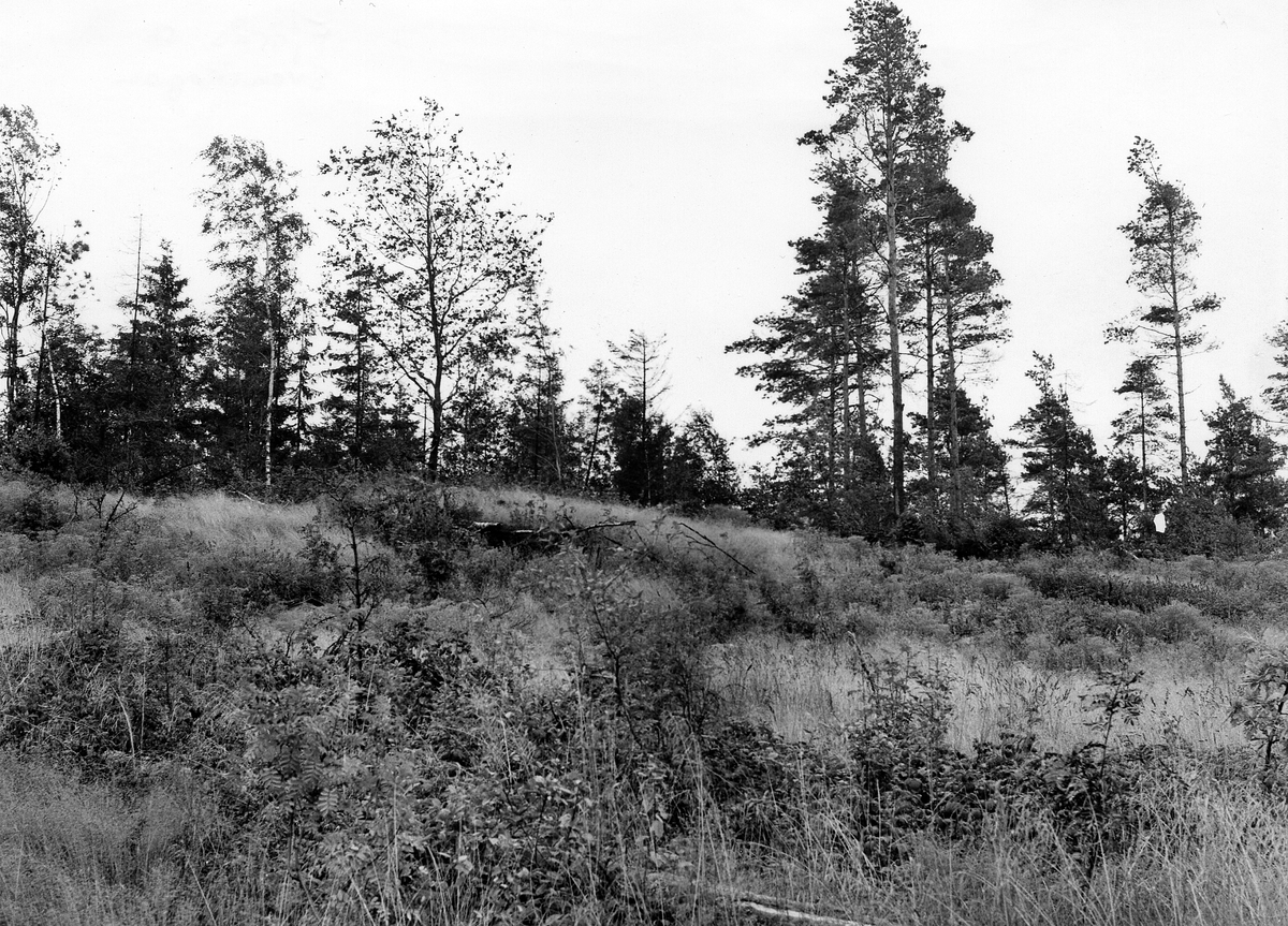 Fjärås. RAÄ 1965. Sveaskogen. Gravfält nr 25 på åsryggen vid Sveaskogen.