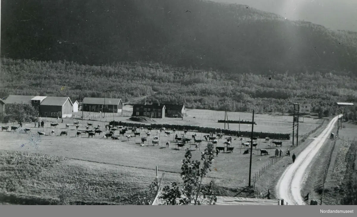 Dyrskue i Saursfjord, antakelig på 1950-tallet