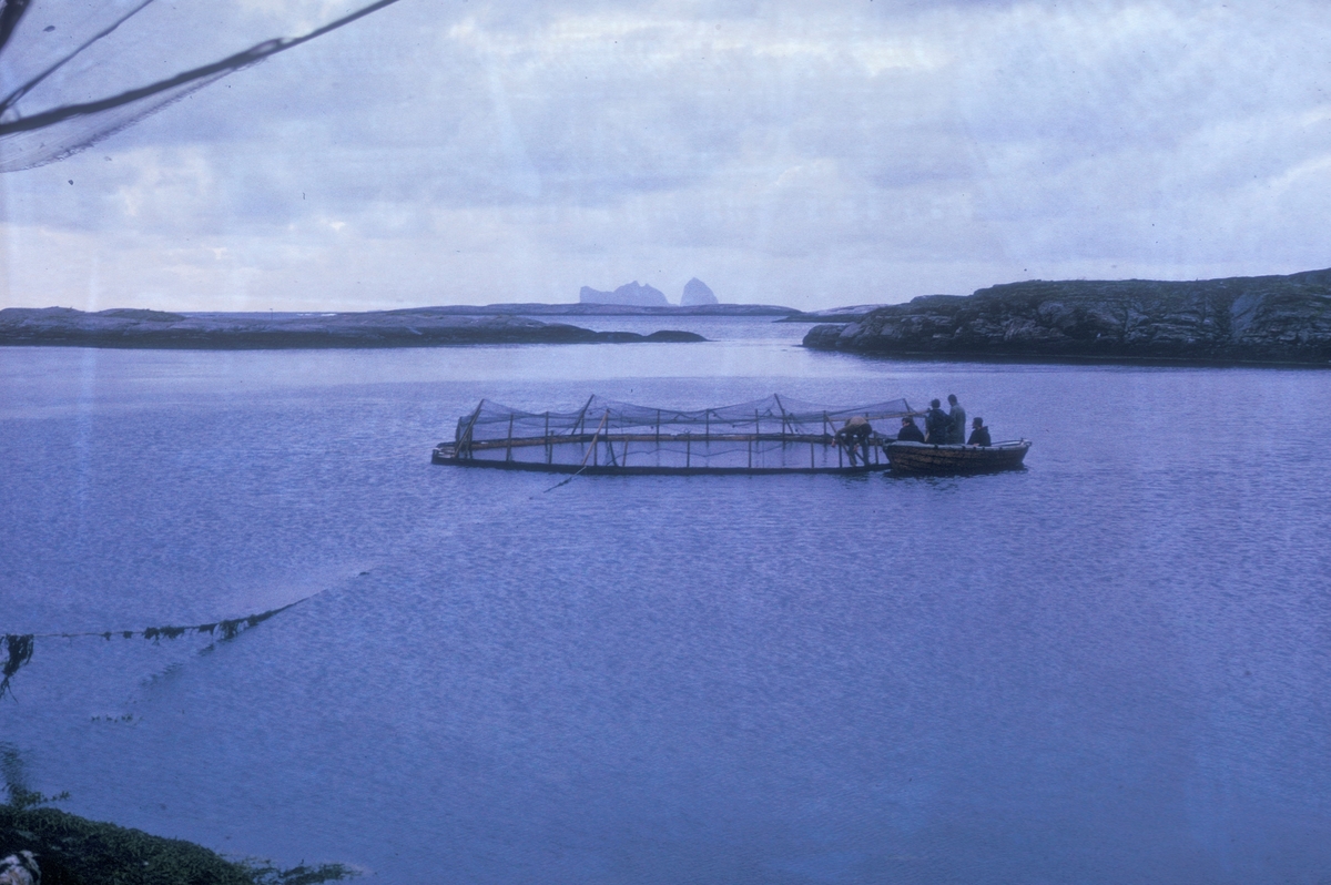 En gruppe mennesker i en båt, ligger intill ei merde. I bakgrunnen ser vi træna. Oppdrettsanlegget på sjøen tilhørte Steinar Olaisen og Hans Petter Meland. To av oppdrettspionerene på Helgeland. Bildet er tatt i forbindelse med Lovund seminaret i 1972.