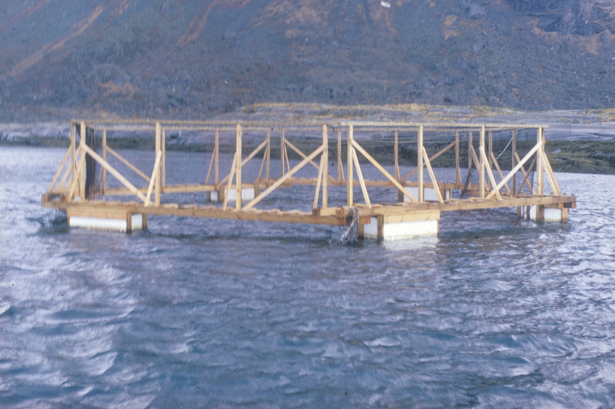 Hjemmesnekret tremerde i sjøen utenfor Lovund. Anlegget tilhørte Steinar Olaisen og Hans Petter Meland. De var oppdrettspionerer på Lovund. Bildet ble tatt i forbindelse med Lovund seminaret i 1972.