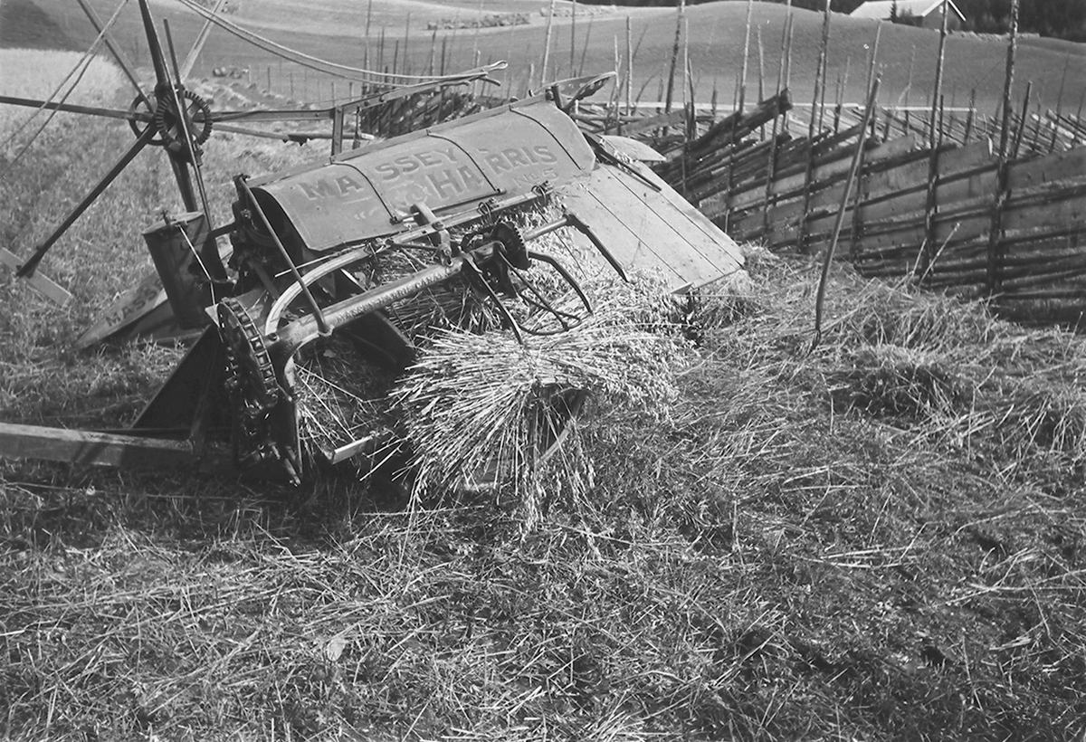 Slåmaskin (Massey Harris), slår kornåker til tørking på staur. Antatt Bjørge, Gran, Hadeland. Fotografert 1940.