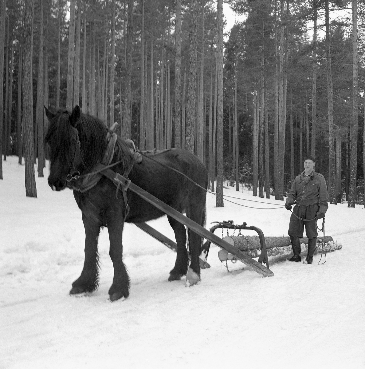 Tømmerlunning med hest i Svartholtet i Elverum. Kjørekaren er Johan Rasch (1916-2009), som drev småbruket Grønstad og arbeidet for Statens skoger gjennom mesteparten av sitt yrkesarktive liv. Her lunnet Johan ubarket tømmer ved hjelp av et redskap som ble kalt lunnedrag, lunnesulky eller odalsdrag. Den siste betegnelsen henspiller på at skogsarbeideren Emil Ruud (1904-1974), som fant opp dette redskapet, var fra Mo i Nord-Odal. Lunnedraget besto av to dragarmer - skjæker - av bjørkevirke, som var forlenget bakover og jernbeslått i den ytre enden, som fungerte som meier. Mellom oversidene på disse endestykkene er det spent ei kraftig jernbøyle med snarelenker på toppen. Disse lenkene ble viklet et par ganger rundt stokkendene, og deretter løftet, slik at de fremre stokkendene ble hengende litt opp fra bakken, mens bakendene skled på snø- og isunderlaget når hesten begynte å gå. Denne kjøredoningen var godt egnet for transport av små tømmerkvanta i ulendt terreng over korte avstander.

Johan Rasch var kledd i dongerijakke og vadmelsbukser da dette fotografiet ble tatt. Han hadde støvler på beina, hansker på hendene og lue på hodet.
