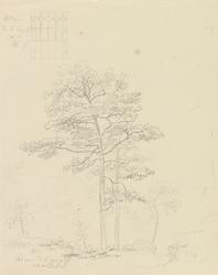 Vindusrute; Furutrær [Tegning]