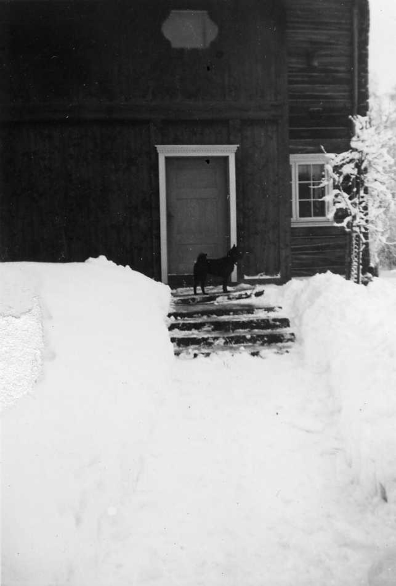 Hund, snø, trapp