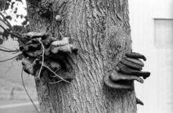 "Bjørnsonalmen", Eikesdalen. Dette var siste året almen stod